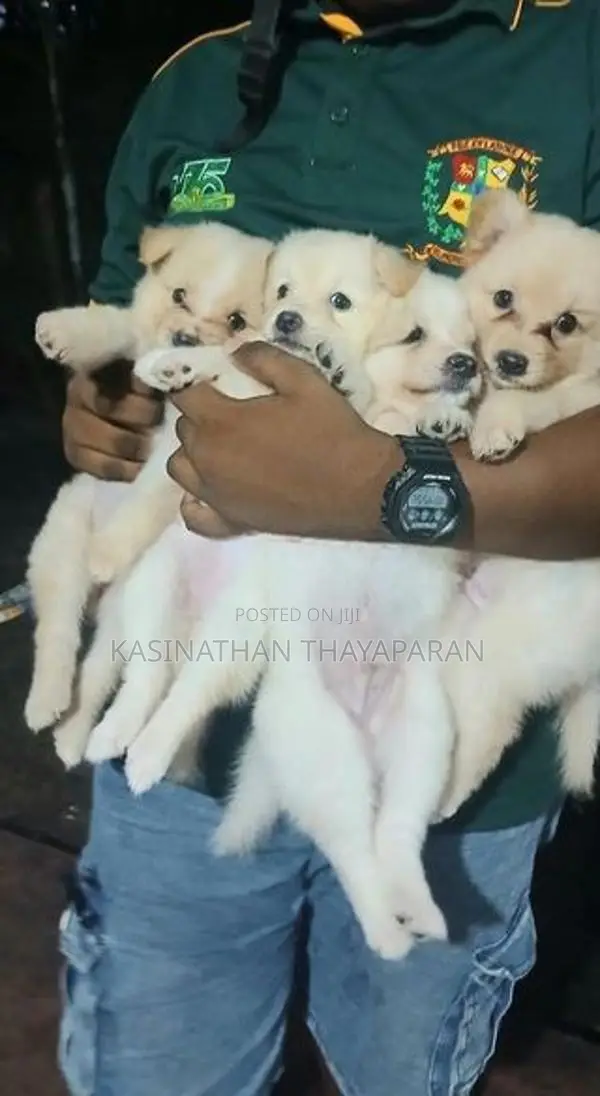 Pomeranian Puppies