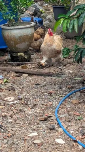 කුකුල් පැටව්