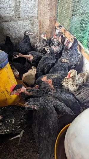 ගම් කුකුල් පැටව්