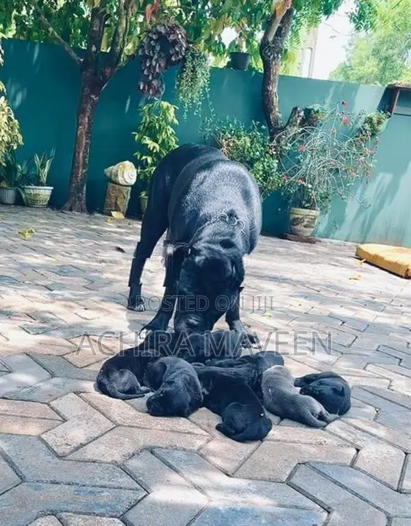 Cane Corso Puppy