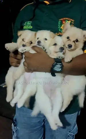 Pomeranian Puppies