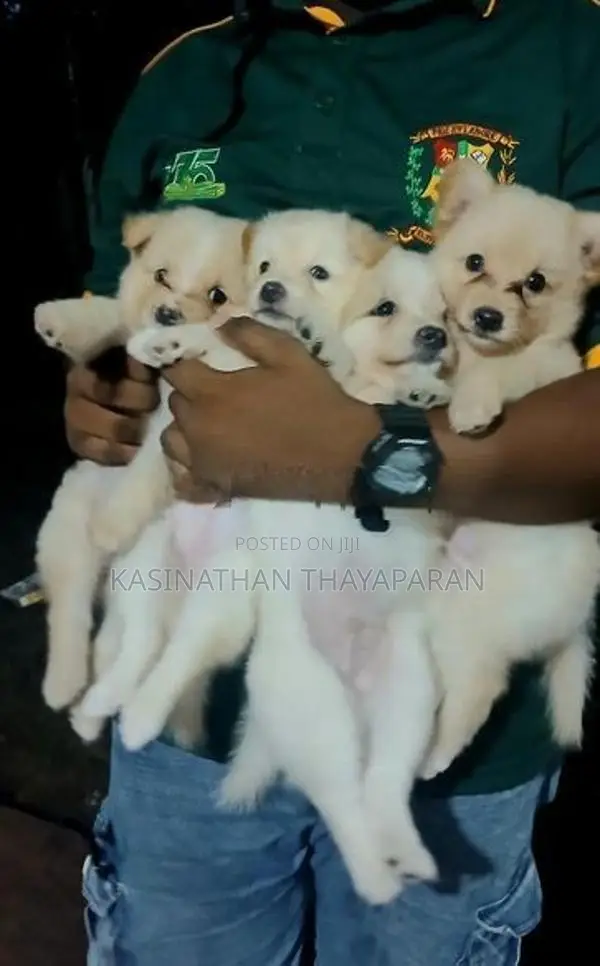 Pomeranian Puppies