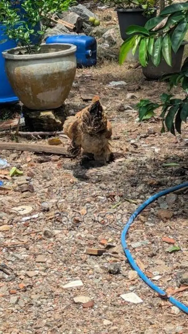 කුකුල් පැටව්