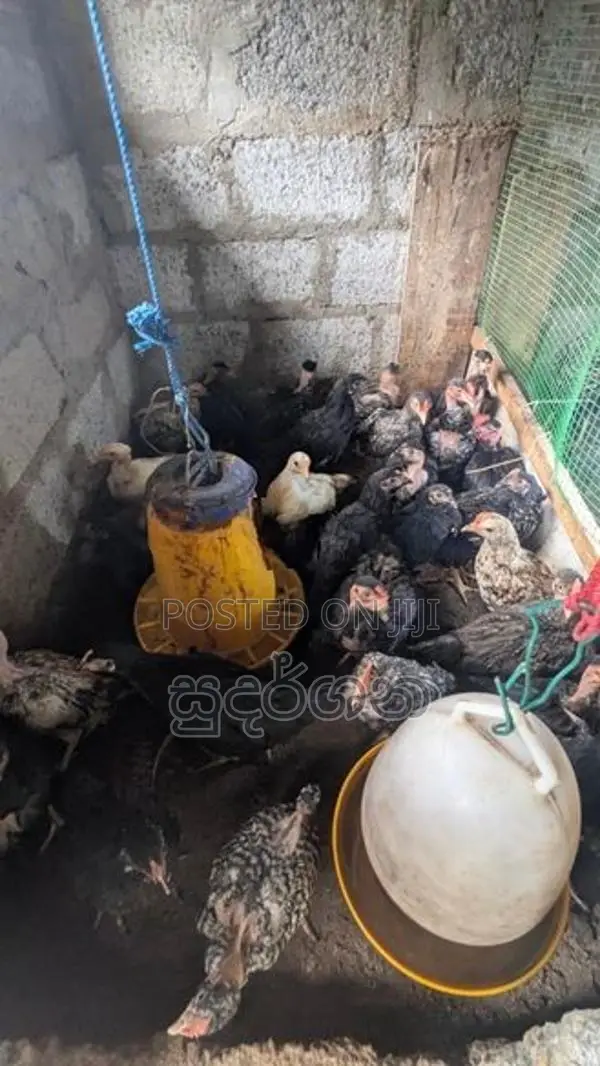 ගම් කුකුල් පැටව්