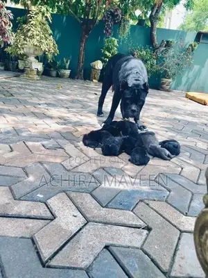 Cane Corso Puppy