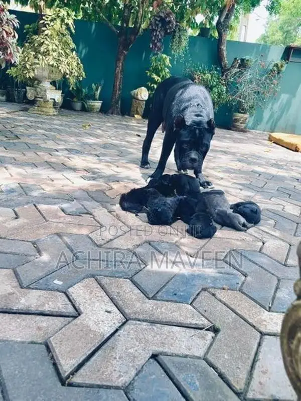 Cane Corso Puppy
