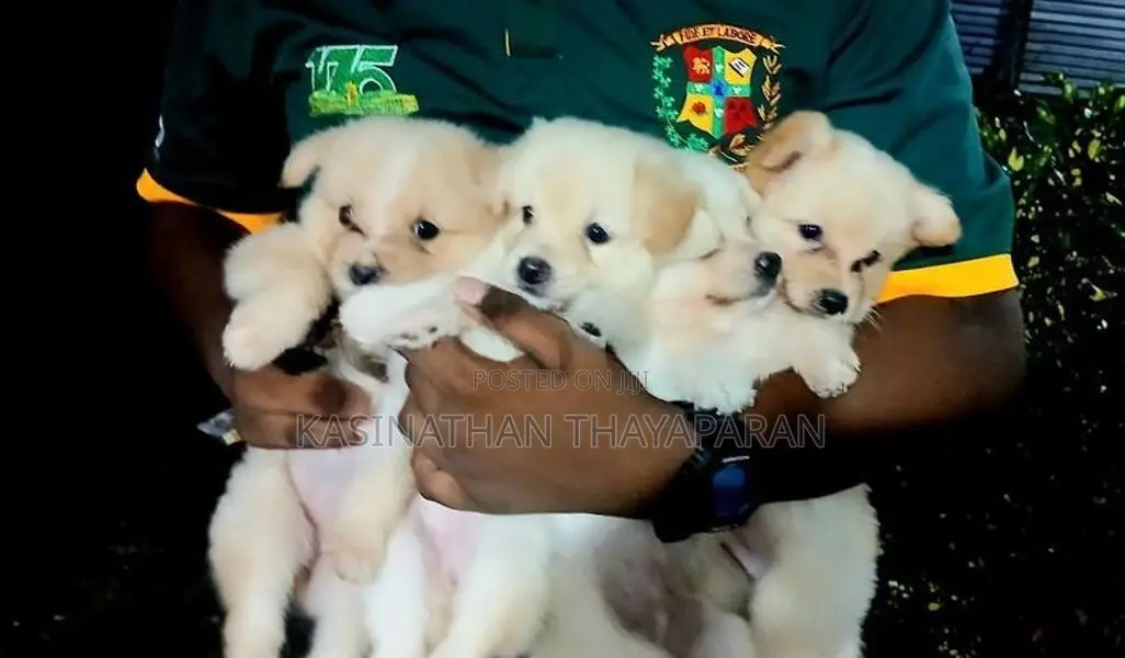 Pomeranian Puppies