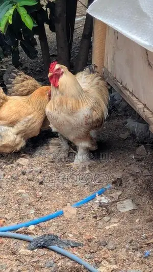 කුකුල් පැටව්