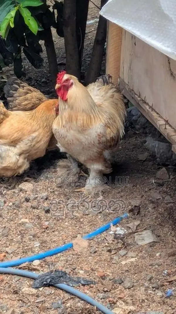 කුකුල් පැටව්