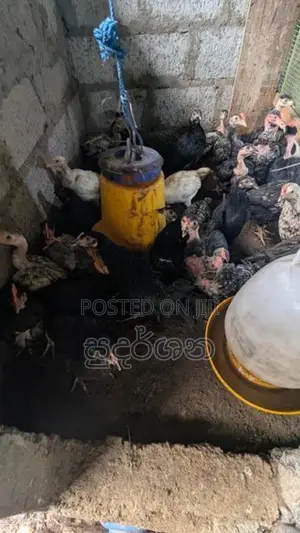 ගම් කුකුල් පැටව්