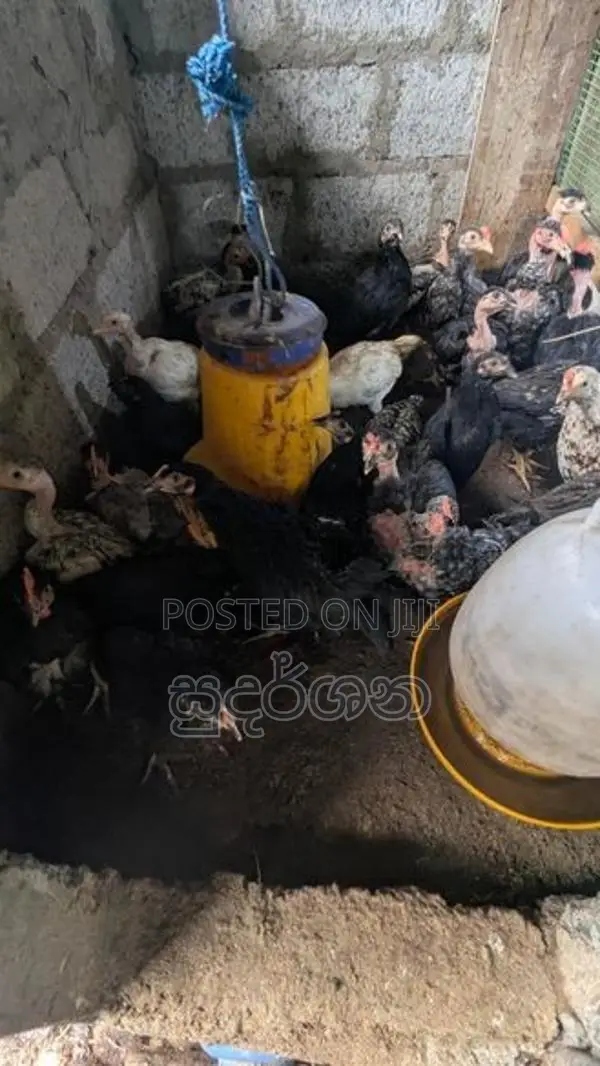 ගම් කුකුල් පැටව්