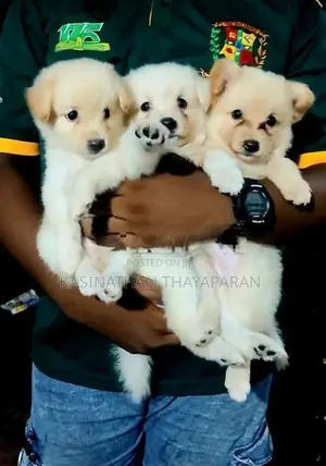 Pomeranian Puppies