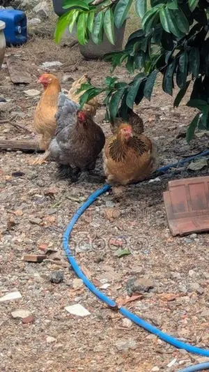 කුකුල් පැටව්