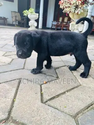 Cane Corso Puppy