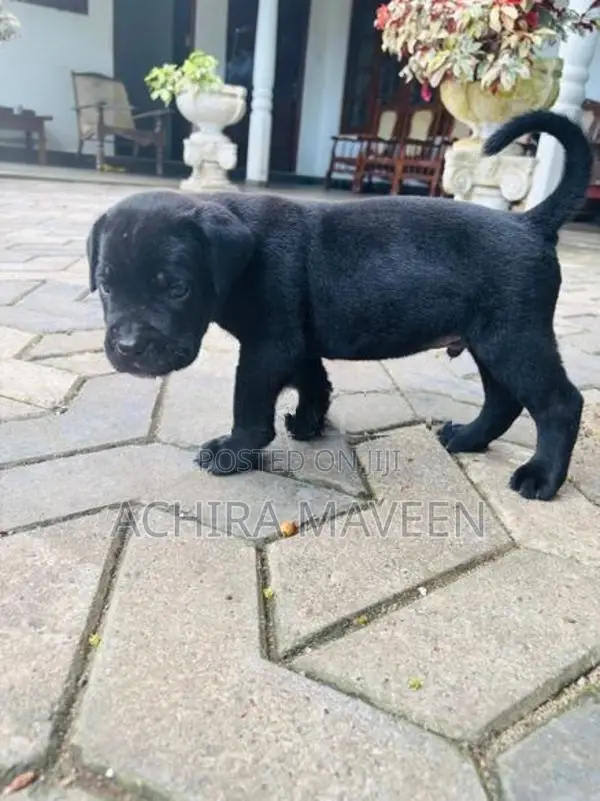 Cane Corso Puppy