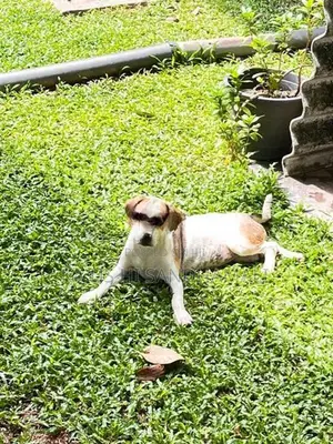 Beagle Dog