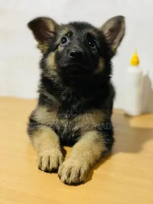 German Shepherd Puppy