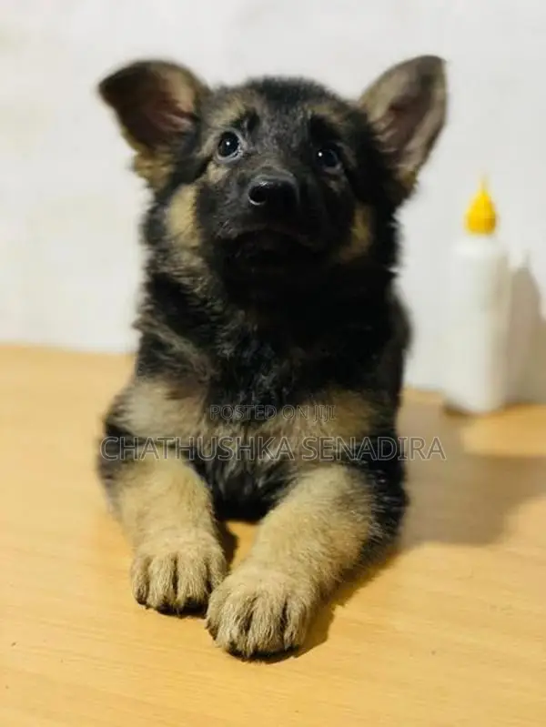 German Shepherd Puppy