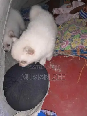Pomeranian Puppies