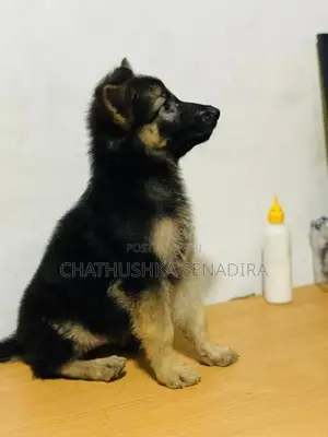 German Shepherd Puppy