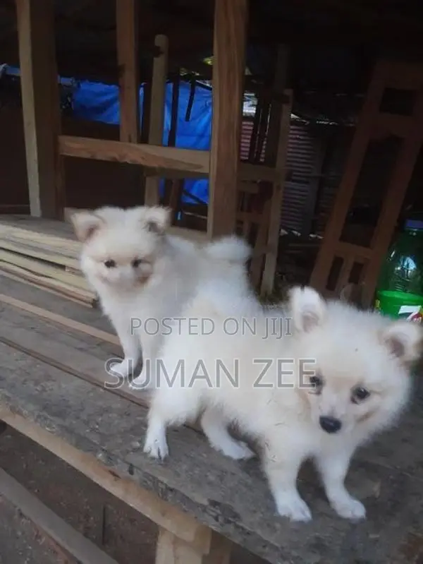 Pomeranian Puppies