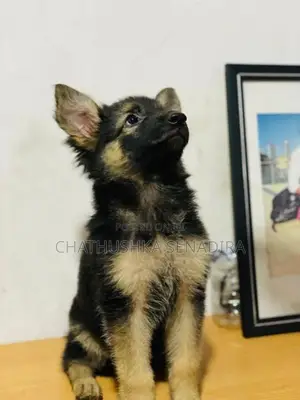 German Shepherd Puppy