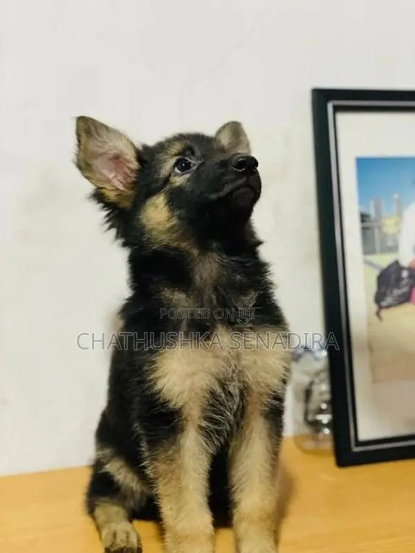 German Shepherd Puppy