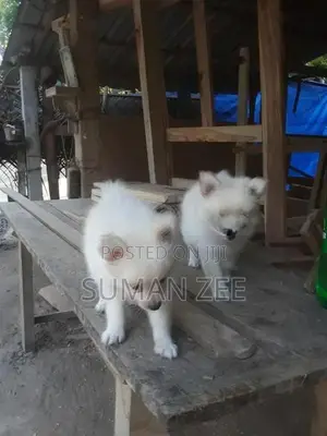 Pomeranian Puppies