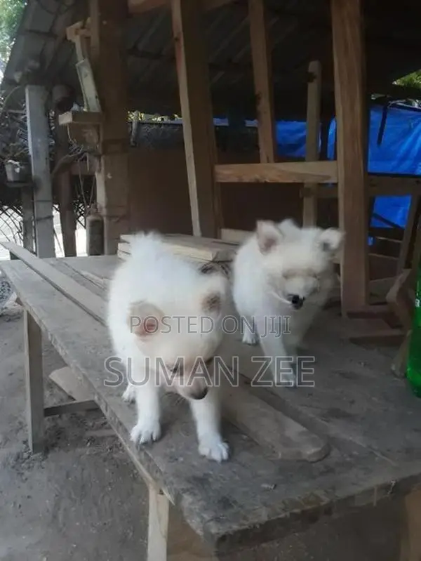 Pomeranian Puppies