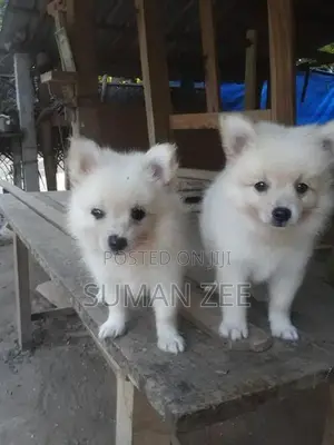 Pomeranian Puppies