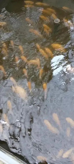 Oscar Fish