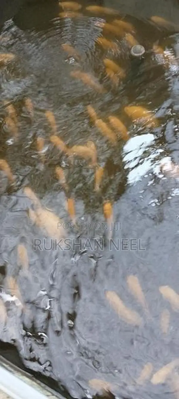 Oscar Fish