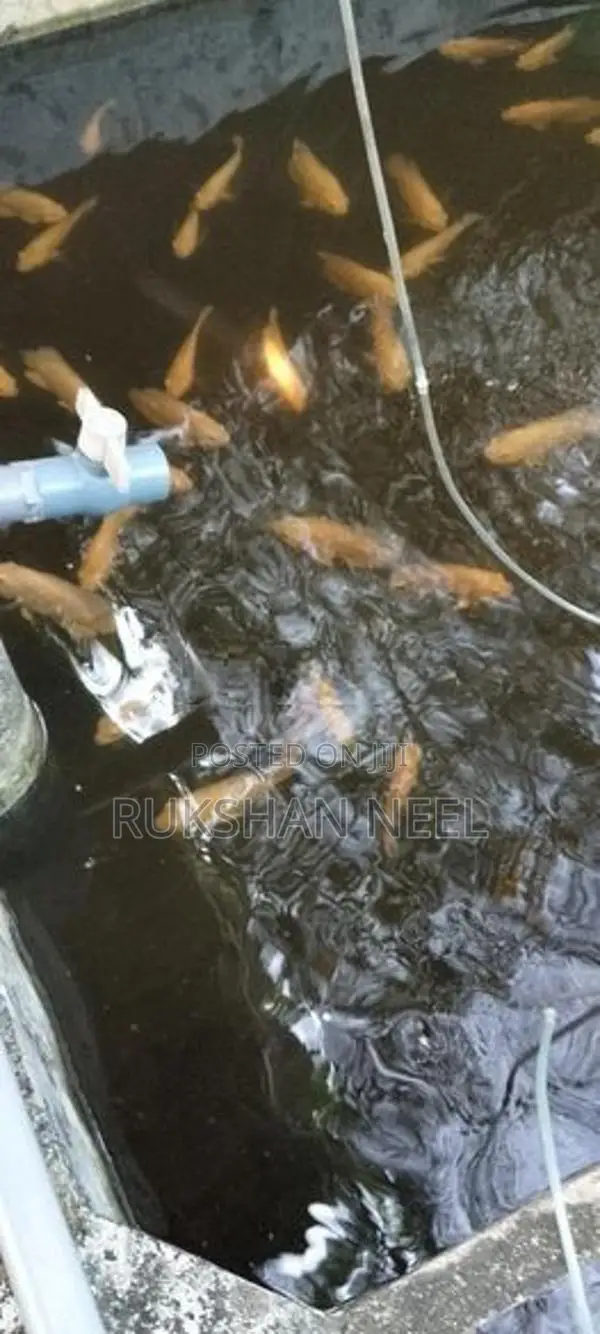 Oscar Fish