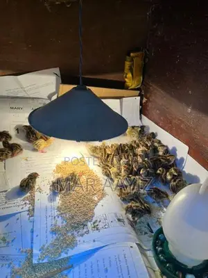 Quail Chicks