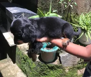 Cocker Spaniel