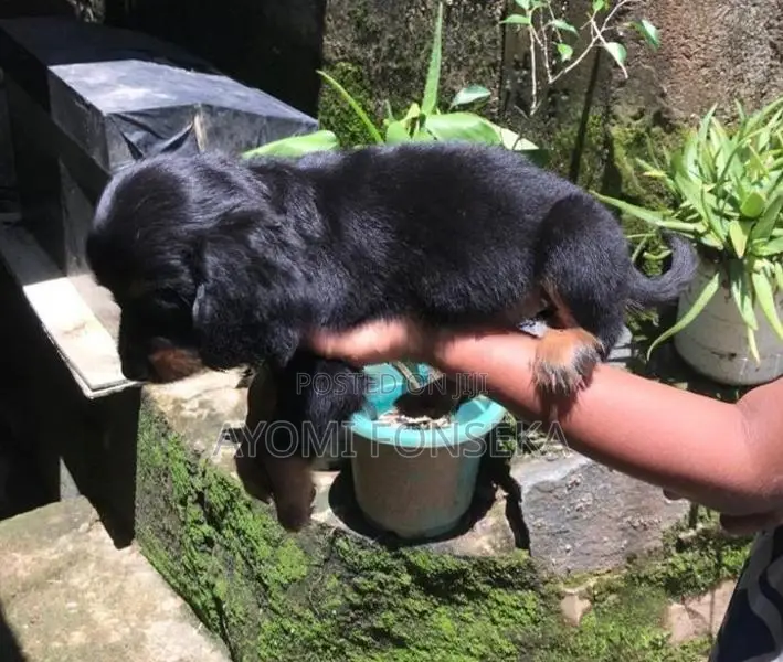 Cocker Spaniel