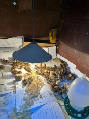 Quail Chicks