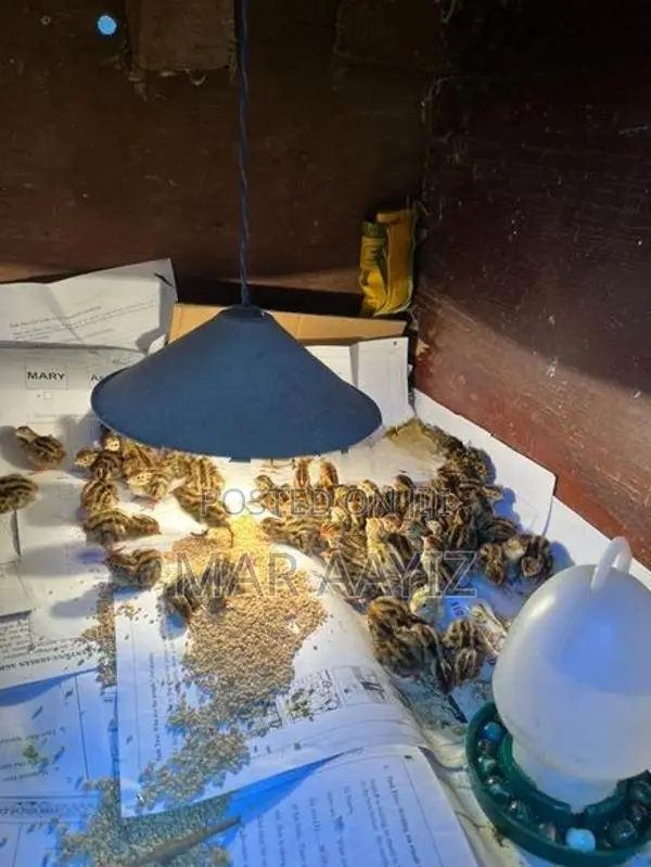 Quail Chicks