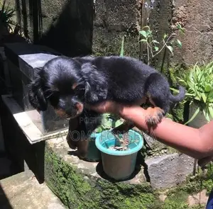 Cocker Spaniel