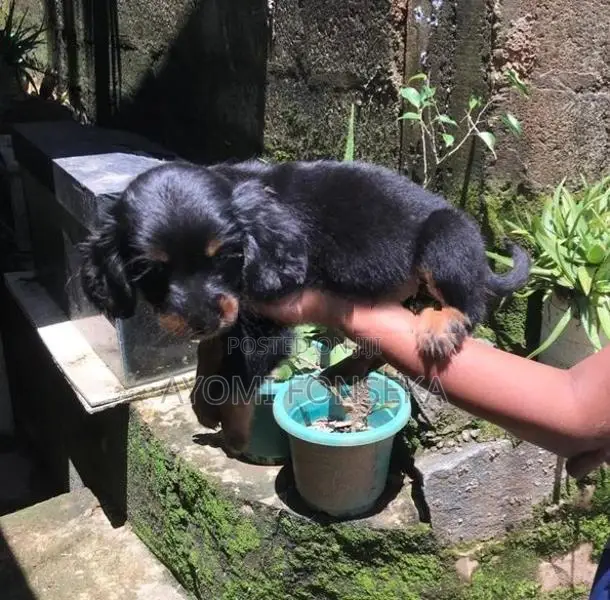Cocker Spaniel