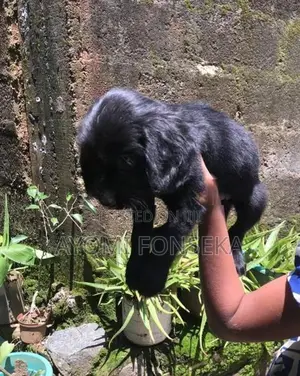 Cocker Spaniel