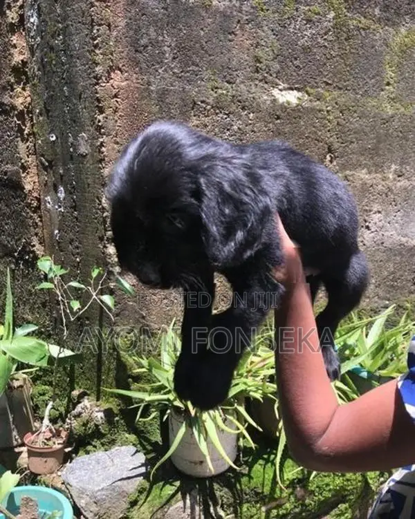 Cocker Spaniel