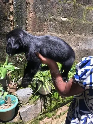 Cocker Spaniel