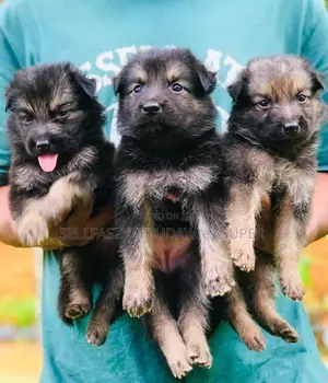 German Shepherd Long Coat Puppies