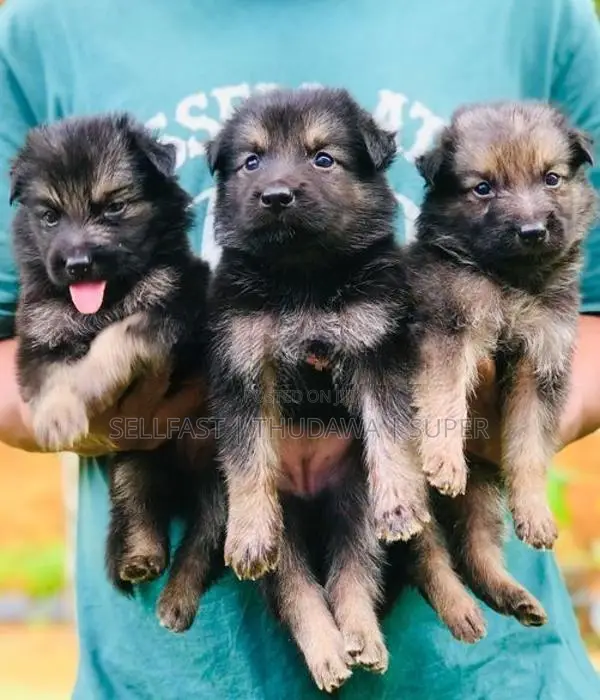 German Shepherd Long Coat Puppies