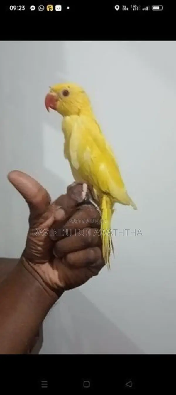 Ringneck Parrot