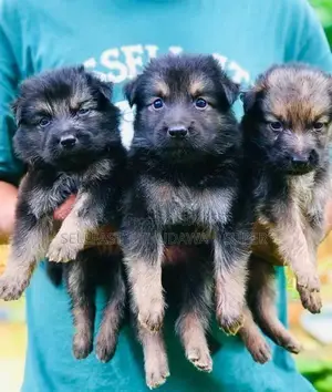 German Shepherd Long Coat Puppies