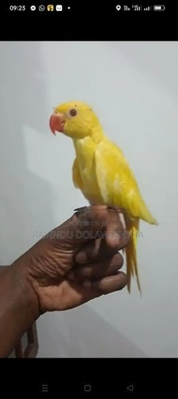 Ringneck Parrot