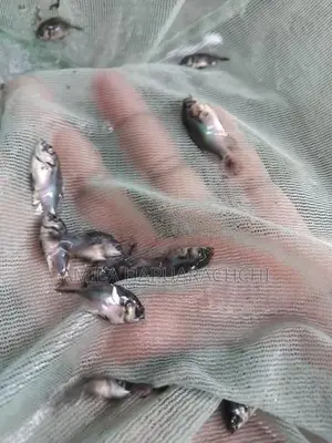 Copper Oscar