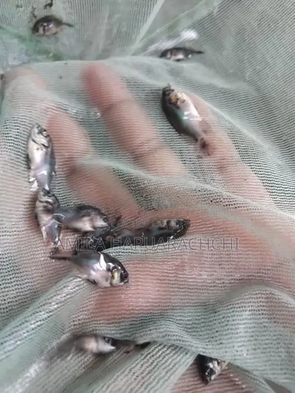 Copper Oscar